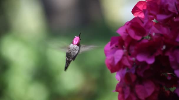 Colibrí Muestra Sus Colores Alimenta Flores Color Magenta — Vídeos de Stock