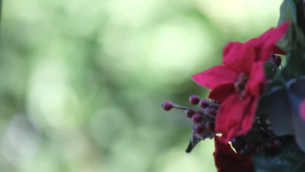 Ruby Throated Hummingbird Visits Holiday Feeder Maintaining Eye Contact Camera — Stock Video