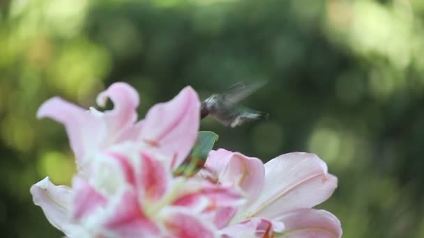 Ein Kolibri Ernährt Sich Sommer Von Rosa Asiatischen Lilien — Stockvideo