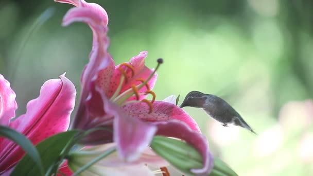 Ein Kolibri Ernährt Sich Von Bunten Lilien — Stockvideo