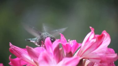 Belladonna zambaklarındaki sinekkuşunun yakın görüntüsü