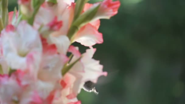 Beija Flor Garganta Rubi Alimenta Entre Gladiolas Rosa Branca — Vídeo de Stock