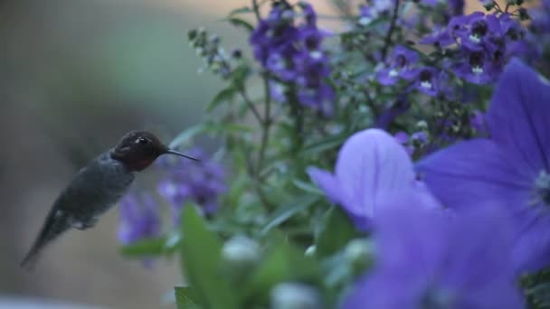 青い風船の花とエンジェロニアの間のルビー色のハチドリ — ストック動画