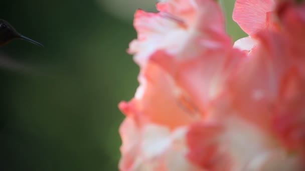 Colibrí Alimenta Gladiolas Rosadas Blancas — Vídeo de stock