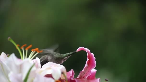 Pasăre Colibri Gât Rubin Hrănește Crini Asiatici — Videoclip de stoc