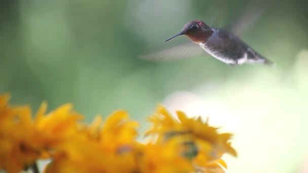 ルドケビアの花にはルビー色のハチドリの餌があり カメラを見ています — ストック動画