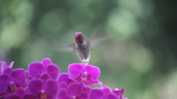 Egy kolibri a lila orchidea virágok között