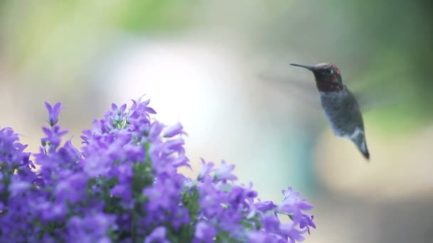 Kolibri Táplálja Kerti Harangvirág — Stock videók