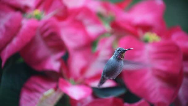 Ruby Throated Hummingbird Feeds Poinsettias — Stock Video