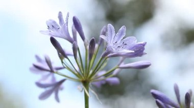 Bir sinekkuşu, agapanthus çiçeğinin başında yiyecek arar. 