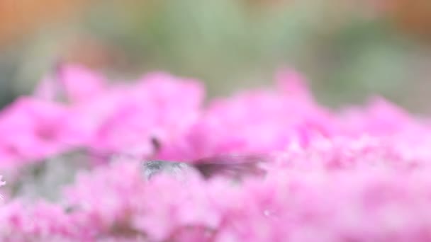 Close Beija Flor Garganta Rubi Uma Massa Flores Rosa Pentas — Vídeo de Stock