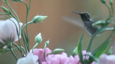 Yakut boğazlı, pembe ve beyaz çiçekli sinekkuşunun yakın çekimi