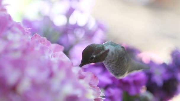 Nahaufnahme Eines Rubinroten Kolibris Der Sich Von Pastellfarbenen Blumen Ernährt — Stockvideo