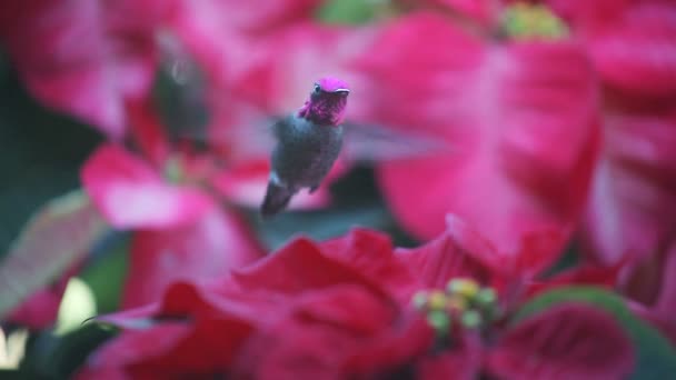 Colibri Nourrit Centre Plusieurs Poinsettias Pot — Video