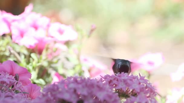 Een Robijnrode Kolibrie Voedt Zich Tussen Lichtroze Bloemen — Stockvideo