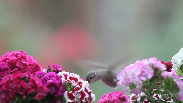 Colibri Femelle Gorge Rubis Nourrit Fleurs Colorées — Video