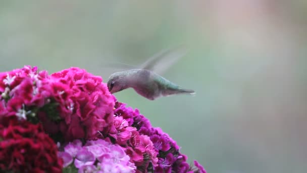 甘いウィリアムの花でハチドリの餌 その後 彼女の仲間のオーバーヘッドによって気を取られます — ストック動画