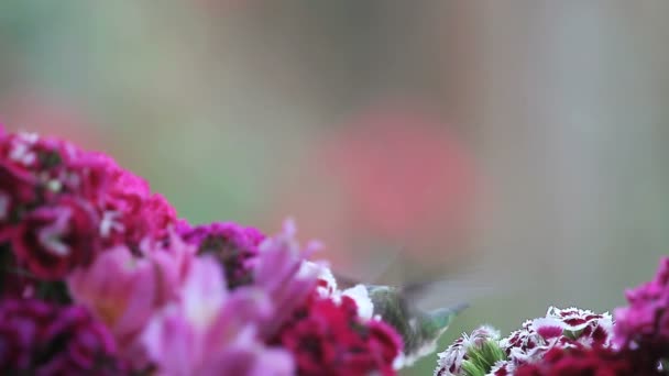 Hummingbird Alimenta Voa Fora Retorna Várias Flores Coloridas — Vídeo de Stock