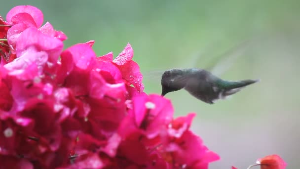 Een Mannelijke Robijn Keel Kolibrie Voedt Zich Met Heldere Magenta — Stockvideo