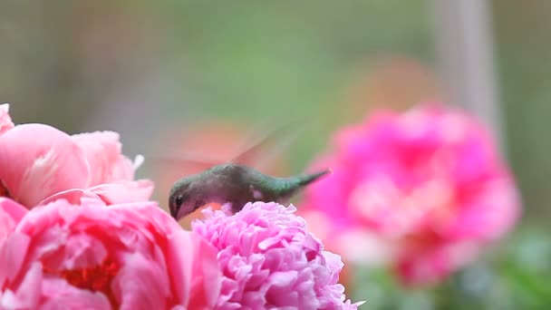 Rosa Frühlings Pfingstrosen Mit Einem Schwebenden Kolibri Weibchen — Stockvideo