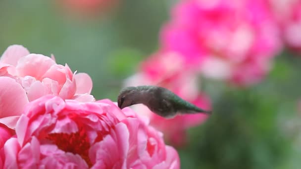 Nahaufnahme Von Hinterhof Vogel Mit Hübschen Rosa Blumen — Stockvideo