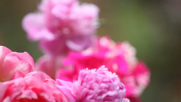 Colibrí Hembra Vuela Flota Entre Coloridas Flores Rosadas Primavera — Vídeos de Stock