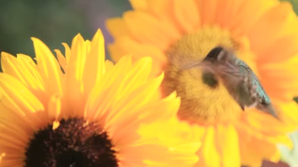 Hummingbird Masculino Alimentando Flores Brilhantes — Vídeo de Stock