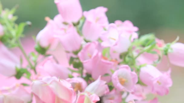 Ruby Throated Hummingbird Lush Pink Flowers — Stock Video