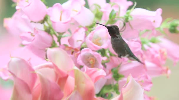 Ein Kolibri Findet Nahrung Gegen Eine Masse Von Canterbury Glockenblumen — Stockvideo