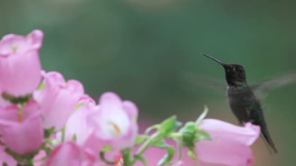 Karmienie Kolibra Pastelowych Różowych Kwiatach — Wideo stockowe