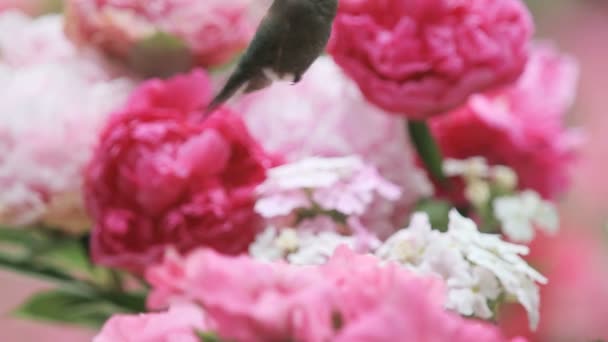 Hummingbird Masculino Mostra Suas Cores Brilhantes Flores Rosa Branca — Vídeo de Stock