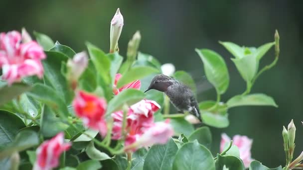 Colibrì Nutre Fiori Mandevilla — Video Stock