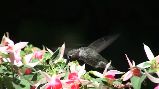 Colibrí Encuentra Néctar Flores Fucsia — Vídeos de Stock