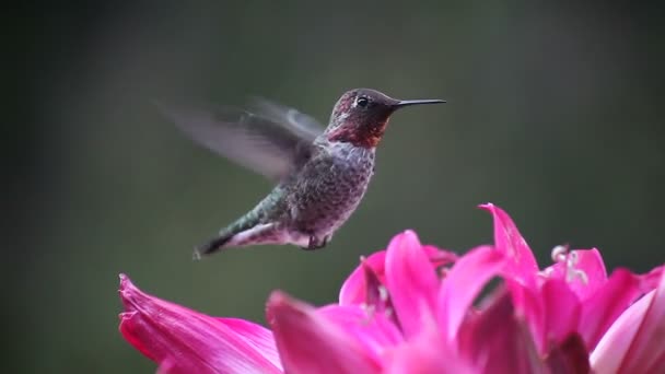 Ruby Throated Hummingbird Feeds Pink Belladonna Lilies — Stock Video