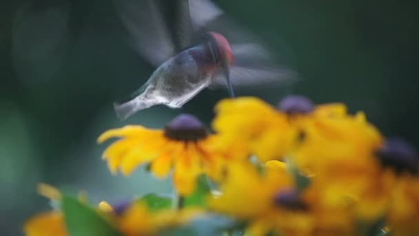 蜂鸟一种蜂鸟 产于亮黄色 黑眼睛的无套裤汉或红宝石花中间 — 图库视频影像