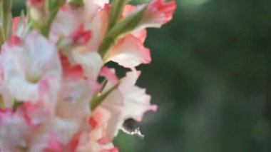 Yakut boğazlı bir sinekkuşu pembe ve beyaz gladyatörler arasında beslenir..