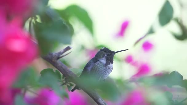 Ruby Throated Hummingbird Calls Out Perches Flowering Plant — Stock Video