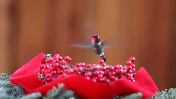 Ruby Throated Hummingbird Hovers Feeds Christmas Greenery Berries Red Velvet — Stock Video