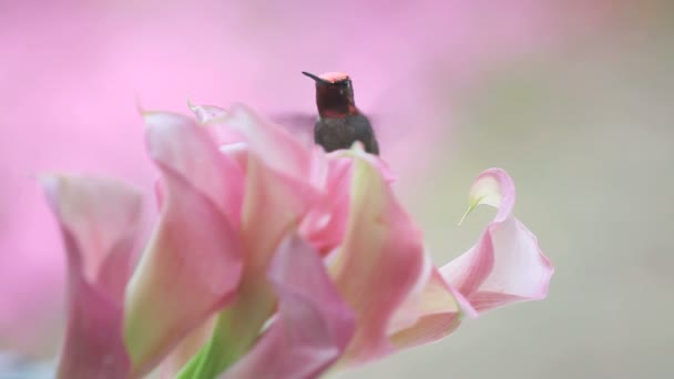 Kolibri Lebeg Takarmányok Halvány Rózsaszín Virágok — Stock videók