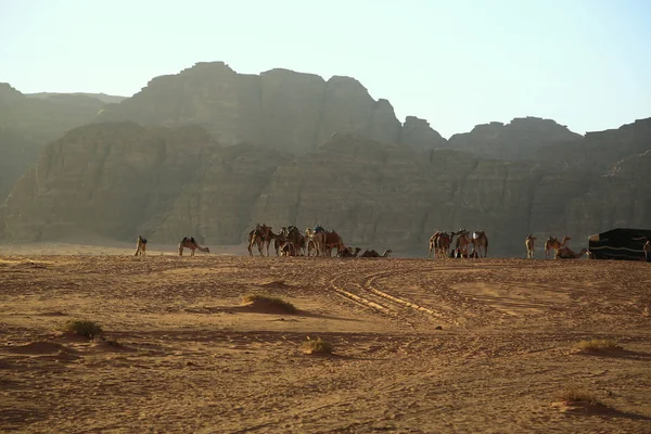 Camellos Desierto Wadi Rum Reino Hachemita Jordania Ron Wadi También — Foto de Stock