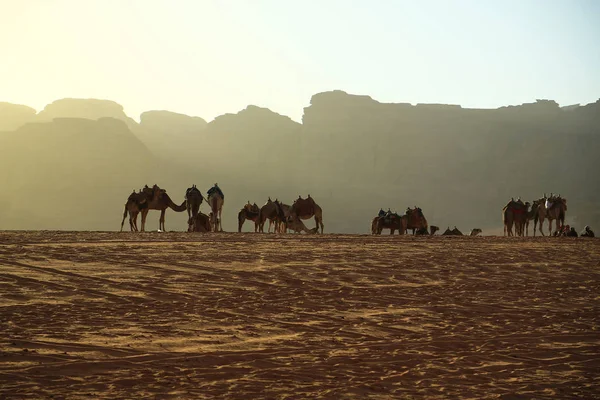 Kamelen Wadi Rum Woestijn Hasjemitisch Koninkrijk Jordanië Wadi Rum Ook — Stockfoto