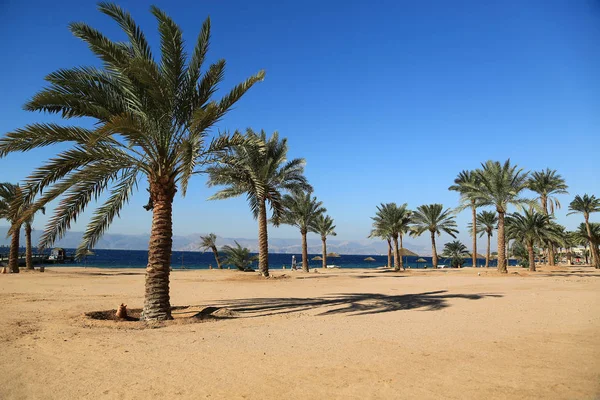 Palmen Schönen Strand Tropischer Ferienort Der Bucht Von Tala Haschemitenreich — Stockfoto