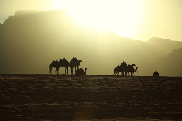 Camelos Deserto Wadi Rum Reino Hachemita Jordânia Wadi Rum Também — Fotografia de Stock