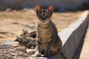 Sousse, Tunus için sokakta Tunus kedi