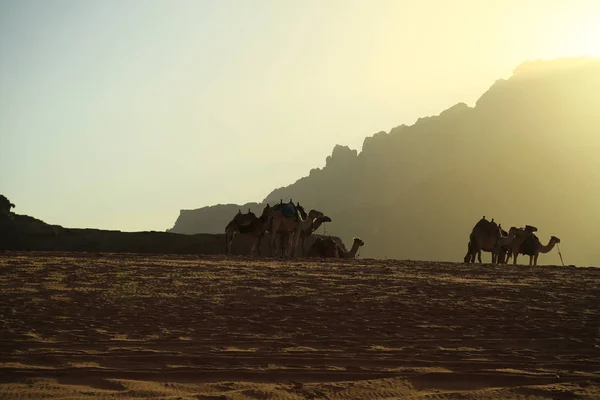 Camels Wadi Rum Desert Hashemite Kingdom Jordan Wadi Rum Also — Stock Photo, Image