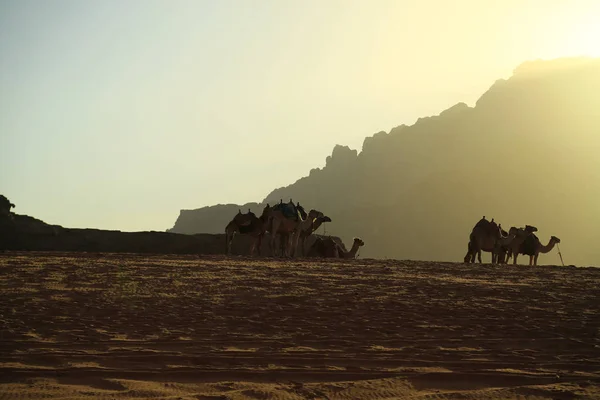 Camellos Desierto Wadi Rum Reino Hachemita Jordania Ron Wadi También — Foto de Stock