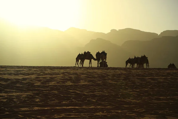 Camellos Desierto Wadi Rum Reino Hachemita Jordania Ron Wadi También —  Fotos de Stock