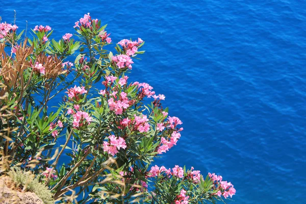 Pink Flowers Blue See — Stock Photo, Image