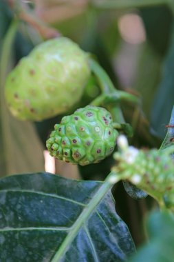 Yeşil taze Noni meyve ağacı üzerinde. Diğer adları - Hint dut, büyük morinda, plaj dut ve peynir meyve