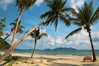 Koh Chang Adası Tayland Hindistan cevizi avuç içi
